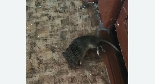 Дезинфекция от мышей в Ак-Довураке