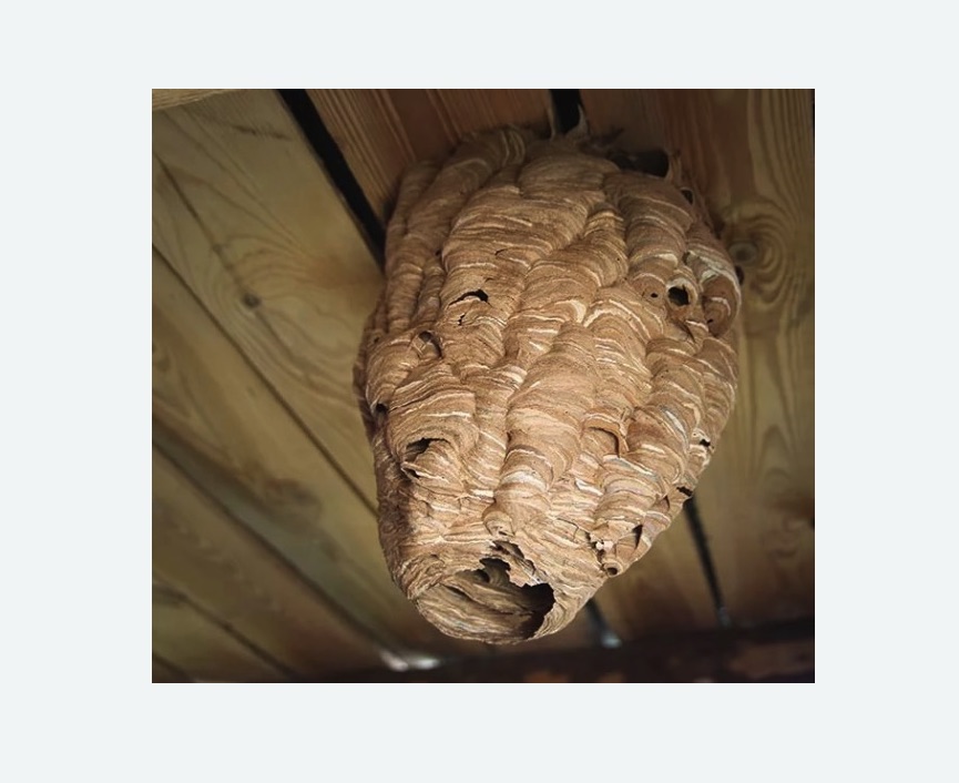 обработка от шершней в Ак-Довураке