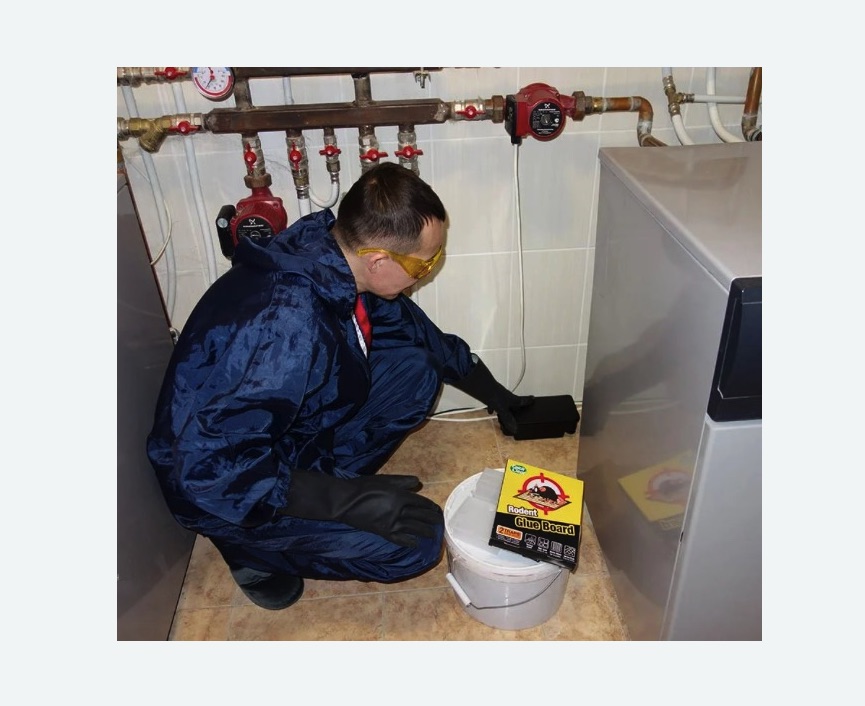 Уничтожение крыс Уничтожение крыс в Ак-Довураке